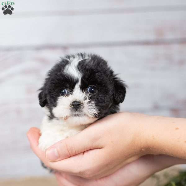 Mille (Teacup), Teddy Bear Puppy